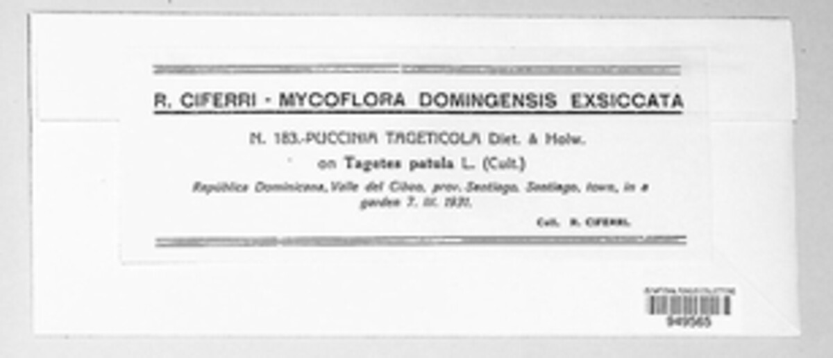 Puccinia tageticola image